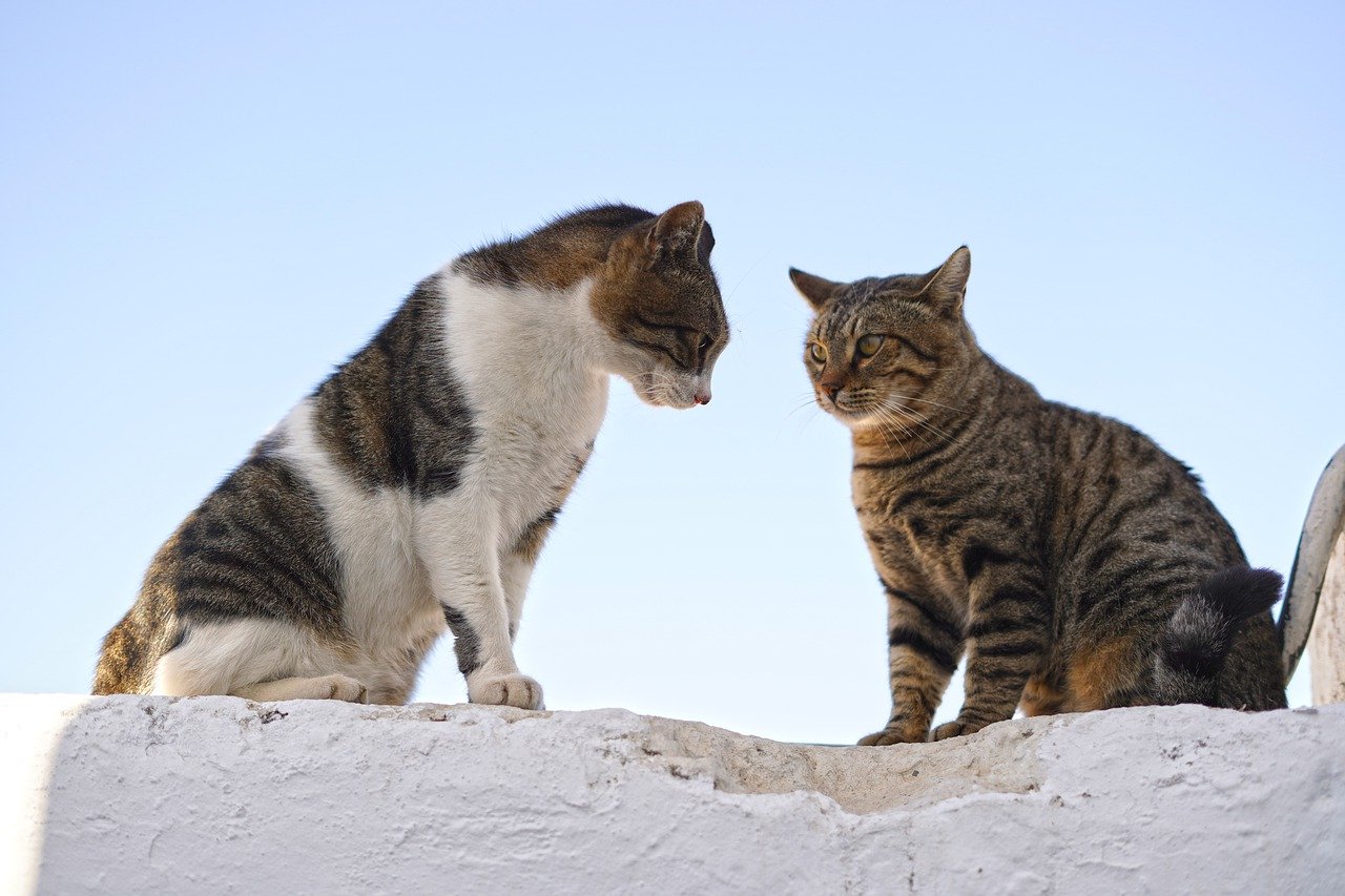 ontdek de lichaamstaal van honden en leer hun signalen begrijpen. deze gids biedt inzicht in de manier waarop honden communiceren, van staartbewegingen tot oorpositie. perfect voor hondenbezitters die de band met hun huisdier willen versterken.