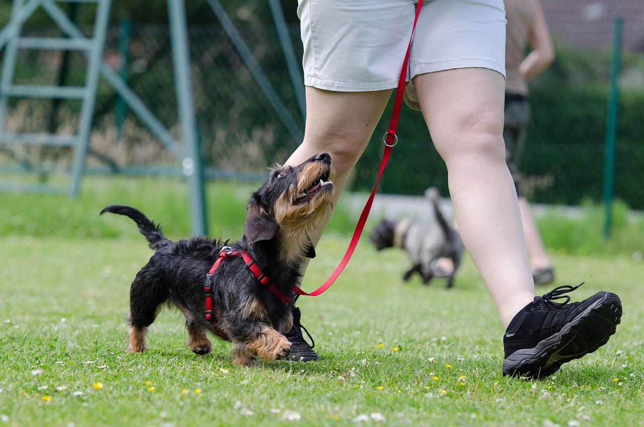 ontdek de beste tips en technieken voor hondentraining. leer hoe je je hond effectief kunt trainen voor een betere communicatie en een sterke band. begin vandaag nog met het verbeteren van het gedrag van je hond!