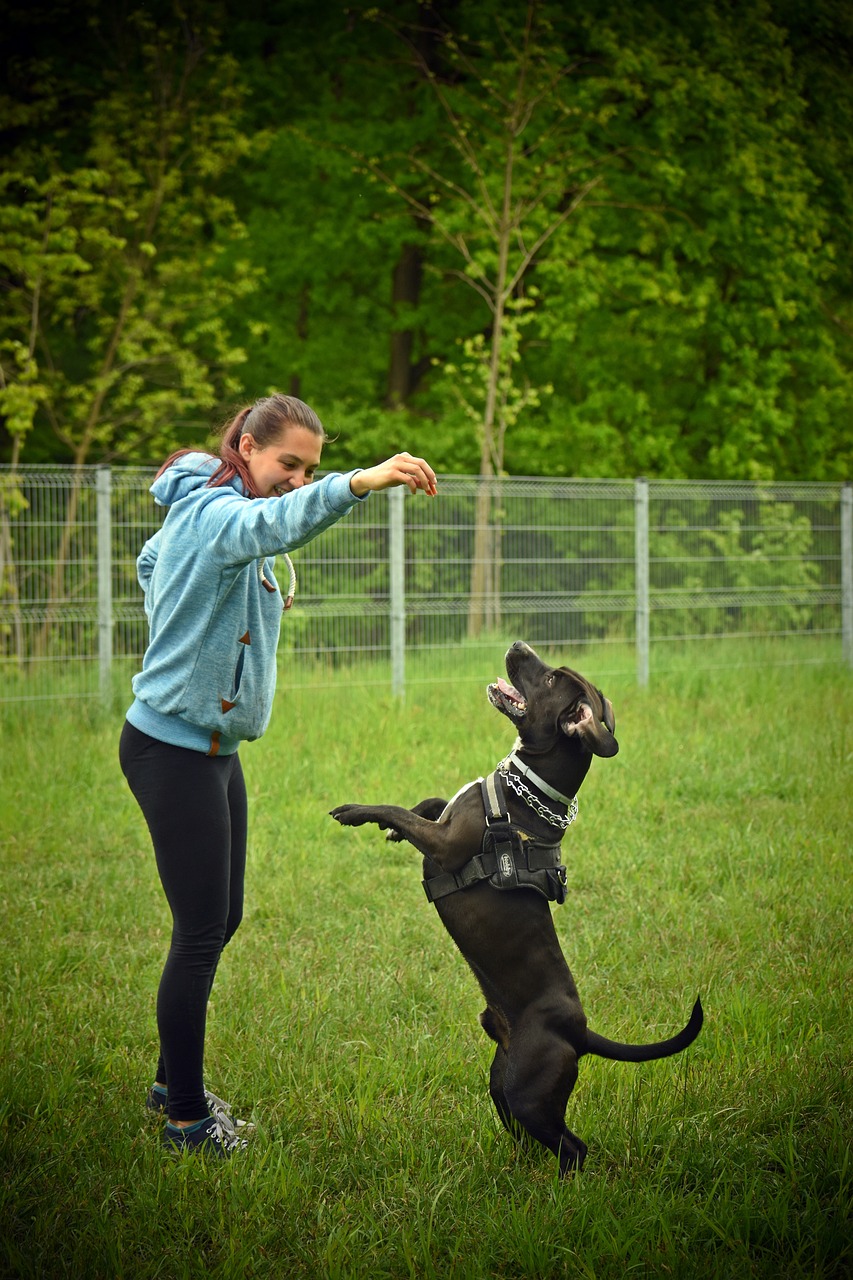 leer hoe je angstige honden effectief kunt trainen met onze deskundige tips en technieken. versterk het vertrouwen van je viervoeter en creëer een gelukkige en ontspannen omgeving voor zowel jou als je huisdier.