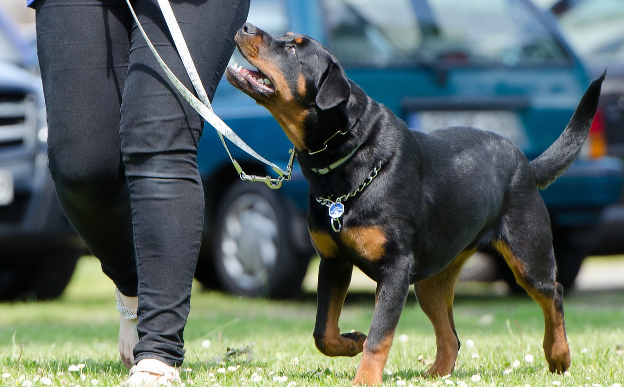 leer effectieve hondenopvoedingstechnieken om de band met uw huisdier te versterken en goede gedragingen te bevorderen. ontdek tips en trucs voor een gelukkige, goed opgevoede hond!