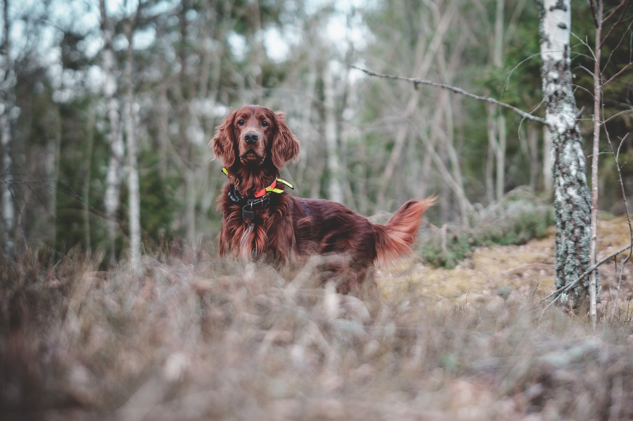 leer de basisprincipes van gehoorzaamheid en gedrag met onze eenvoudige hondenopleiding. ontdek effectieve trainingstechnieken die uw relatie met uw hond versterken en zorgen voor een gelukkige, goed opgevoede huisdier.