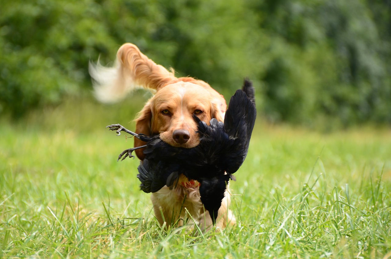 ontdek de basisprincipes van hondenopvoeding met onze uitgebreide gids voor beginners. leer effectieve technieken om een gehoorzame en gelukkige hond te trainen.