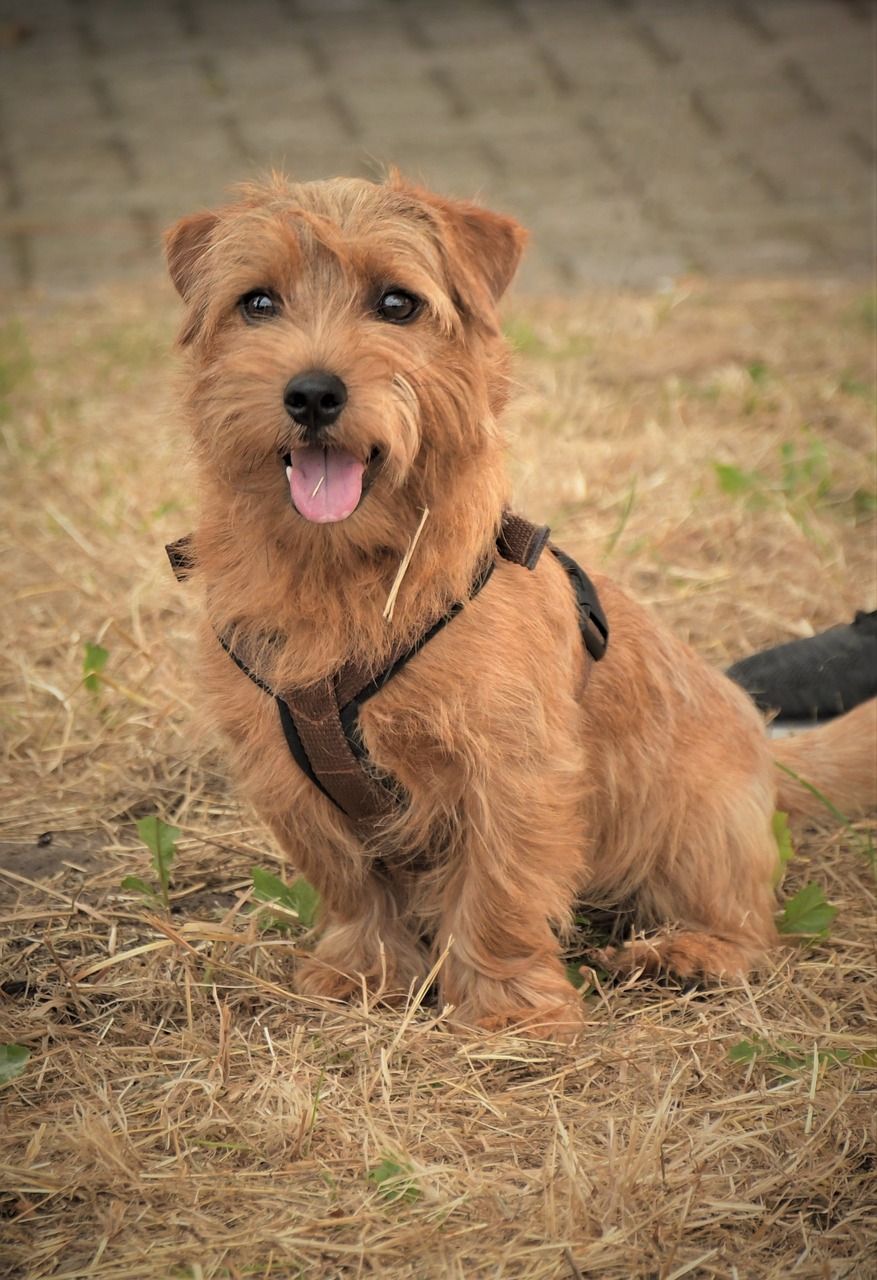 ontdek de wereld van hondenshows: van prachtige ras honden tot spannende competities. leer meer over deelname, beoordelingen en tips voor het trainen van je hond voor een show.