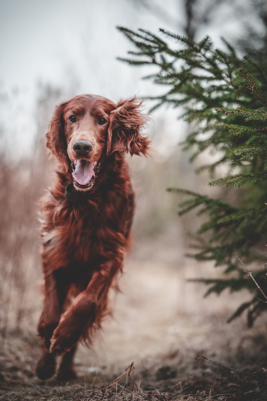 professionele hondentraining voor een blije en goed opgevoede hond. leer effectieve technieken voor gehoorzaamheid, socialisatie en gedrag. meld je vandaag nog aan!