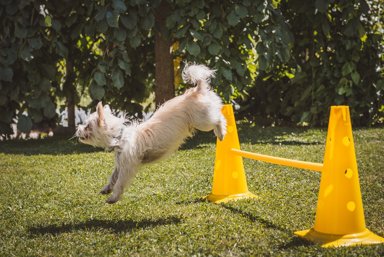 ontdek effectieve hondenopleidingstechnieken om de gehoorzaamheid en het gedrag van uw hond te verbeteren. leer van deskundige trainers en versterk de band met uw viervoeter.