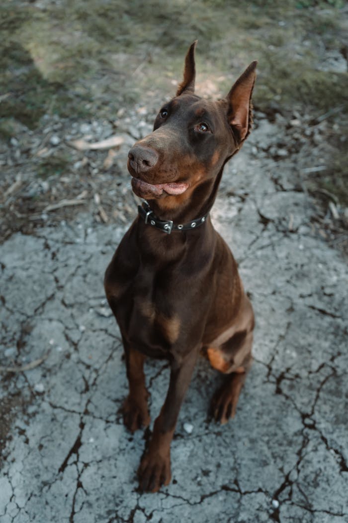 A cute Doberman Pinscher sitting outdoors, showing charisma and elegance against a textured cracked ground.