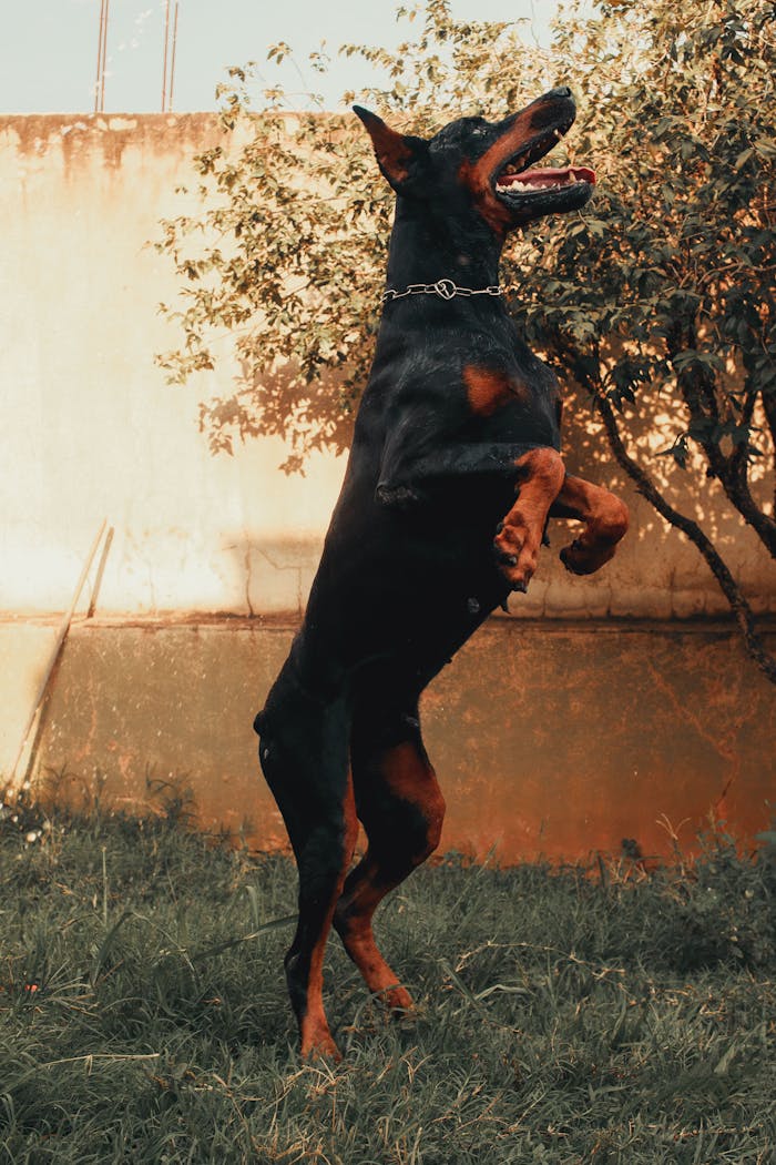 A dobermann leaping gracefully outdoors on a sunny day, showcasing its agility and strength.