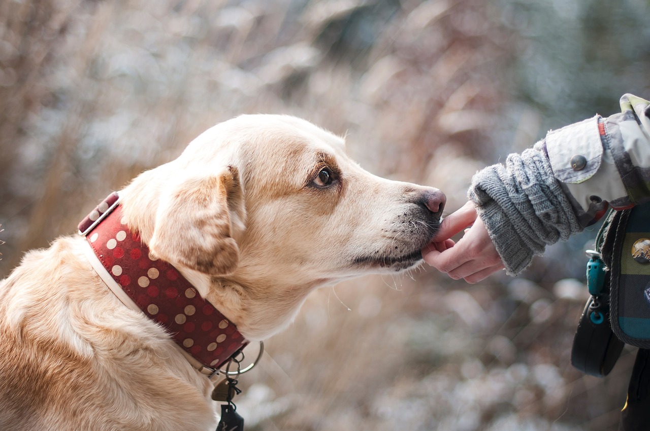 bereid je voor op hondensport met onze uitgebreide gids. ontdek trainingstips, voedingsadvies en technieken om de prestaties van je hond te optimaliseren en samen te genieten van spannende sportieve activiteiten.