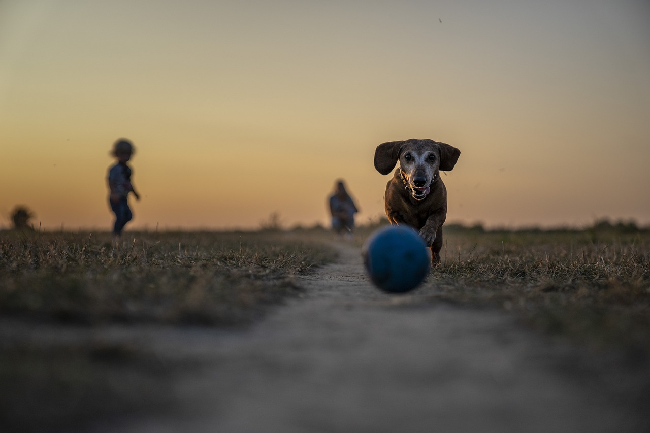 professionele hondentrainer met jarenlange ervaring. verbeter het gedrag en de gehoorzaamheid van uw hond met op maat gemaakte trainingen en handige tips. ontdek de beste technieken voor een gelukkige en goed opgevoede hond.