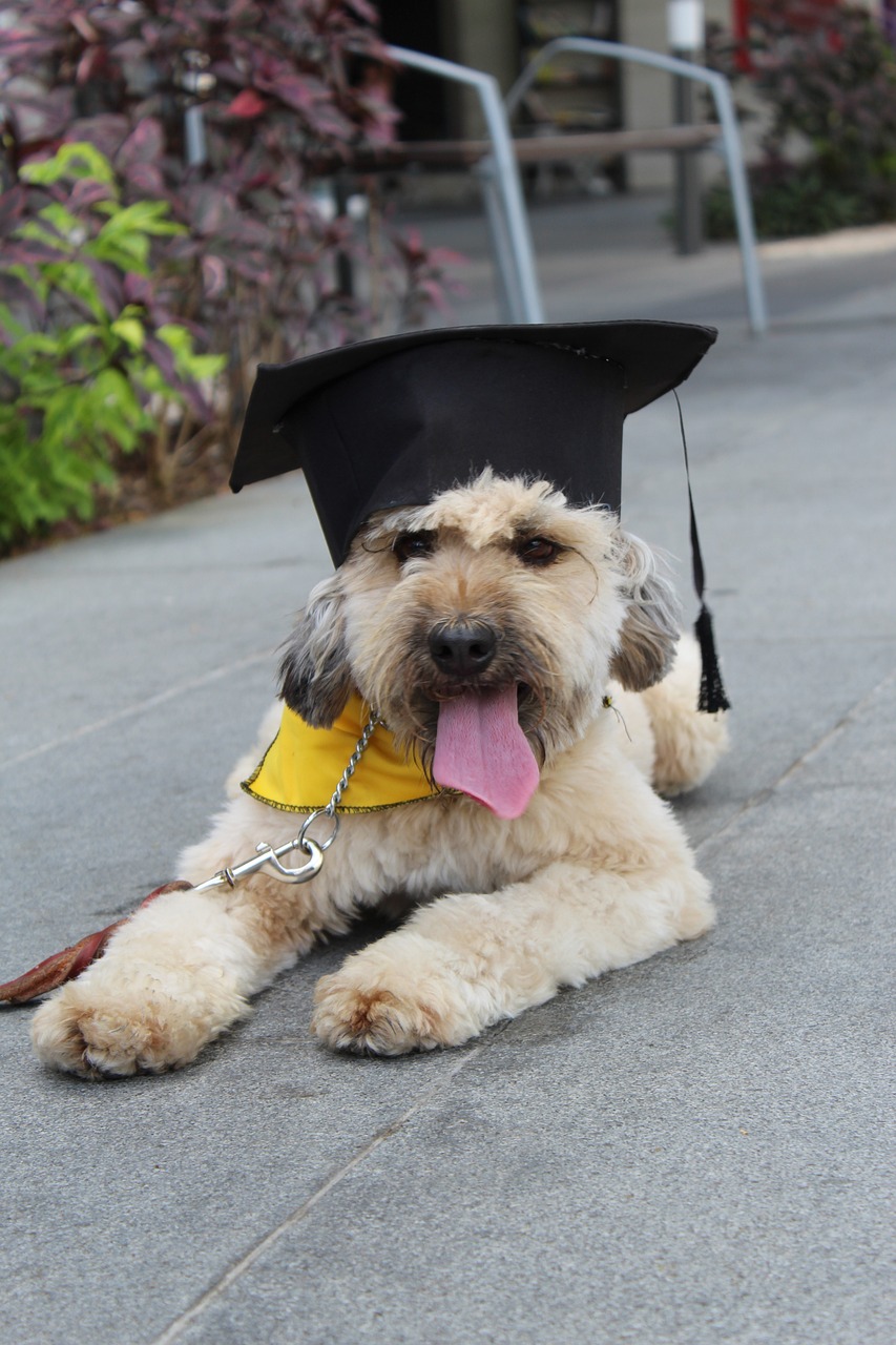 leer effectieve hondentrainingstechnieken om de band met uw harige vriend te versterkken en ongewenst gedrag te corrigeren. ontdek tips en trucs voor een gelukkige, goed opgevoede hond.