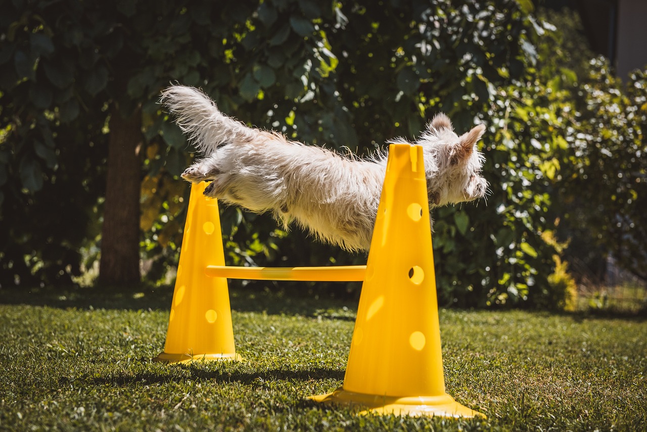 ontdek de leukste hondentrainingsspellen die je helpen om je viervoeter te trainen terwijl je samen plezier hebt. perfect voor alle leeftijden en trainingsniveaus!