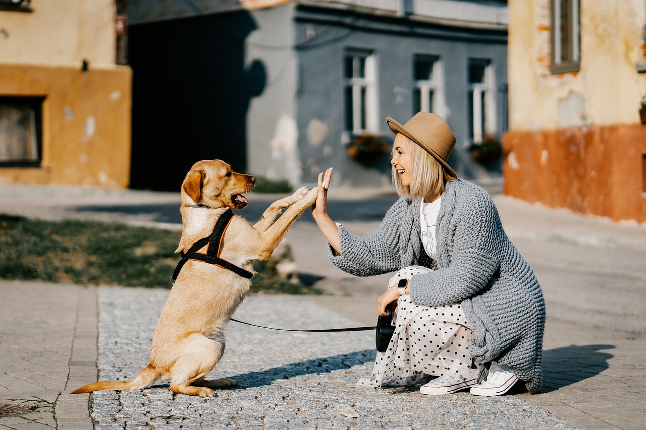 ontdek waardevolle tips en advies voor hondenbezit, van verzorging en training tot gezondheid en voeding. word de beste eigenaar voor jouw trouwe viervoeter!