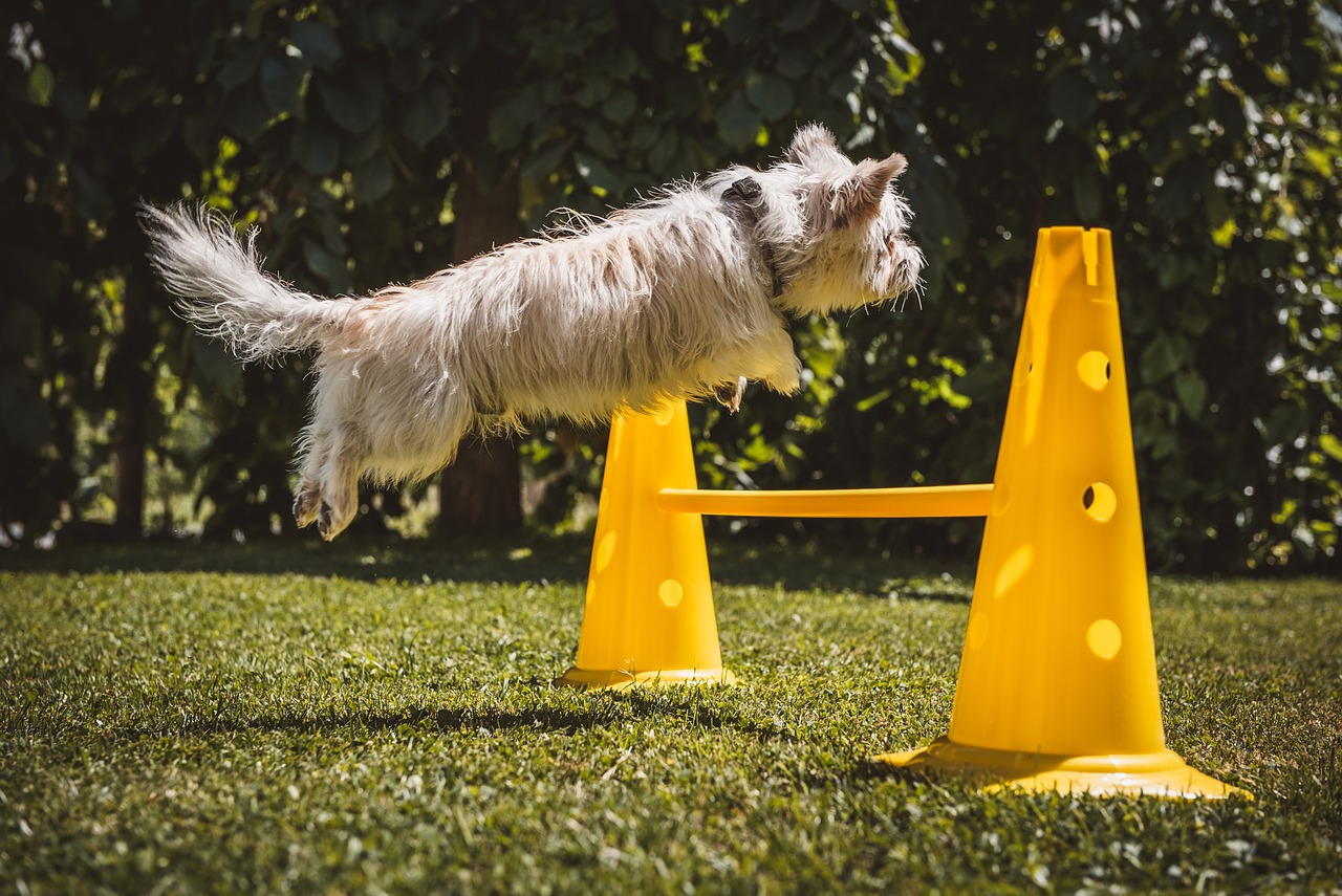 leer effectieve en positieve hondentrainingstechnieken voor een gehoorzame en gelukkige hond. ontdek tips en trucs om de band met uw huisdier te versterken en gedragsproblemen aan te pakken.