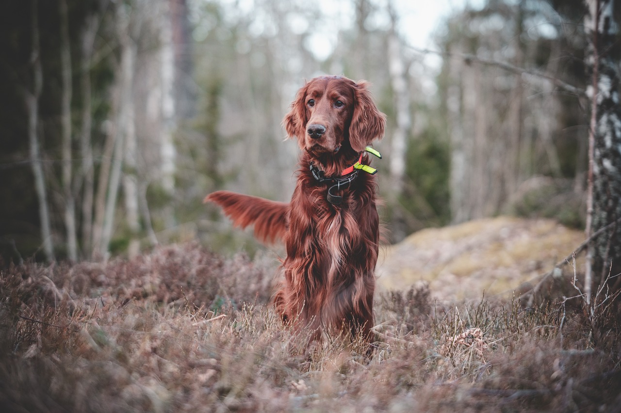 ontdek de beste tips en technieken voor hondenopleiding. leer hoe je jouw hond effectief kunt trainen voor een gelukkige en welopgevoede metgezel.