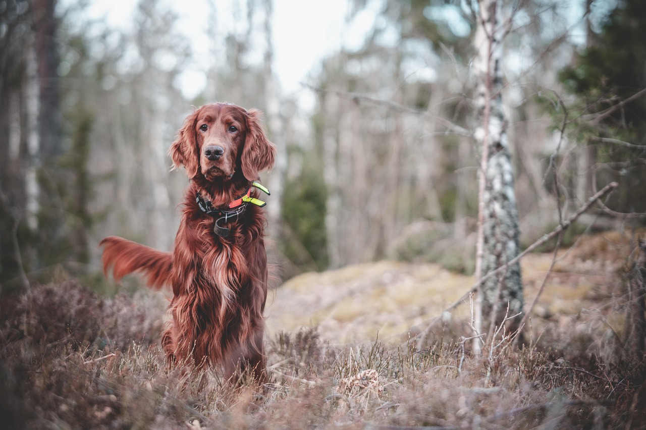 leer hoe je jouw hond kunt trainen met effectieve technieken en tips. verbeter het gedrag van je huisdier en versterk de band tussen jou en je hond.